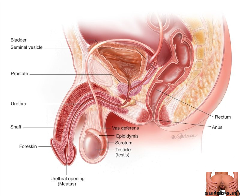 male system body