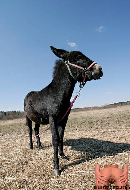 donkey big phat bubble ass ass