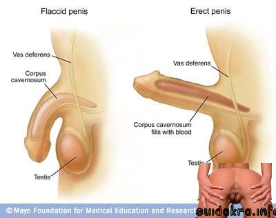 loss erections impotence length big dick come inside age