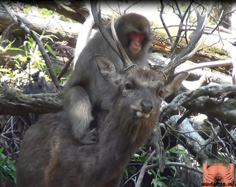 deer macaques cartoon and monkey porn sex