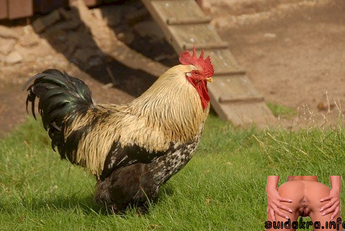 fed cock pictures of large white cocks very cockerel substantial