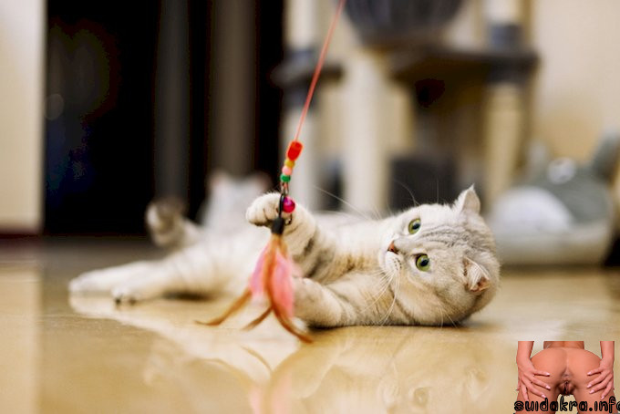 playing cat need getty feather cattime even toys