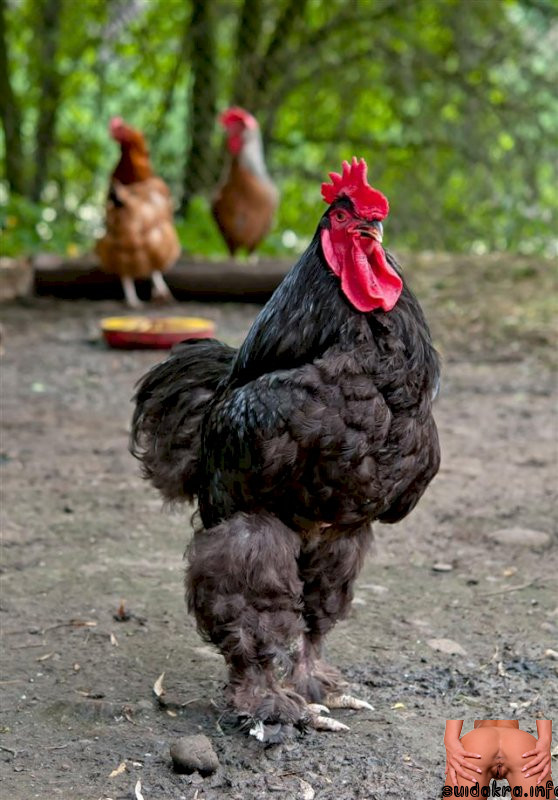 american care funny bantam names head fat black cock birds chickens