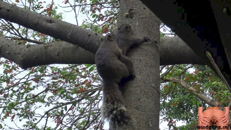 bellied nature eating squirrels