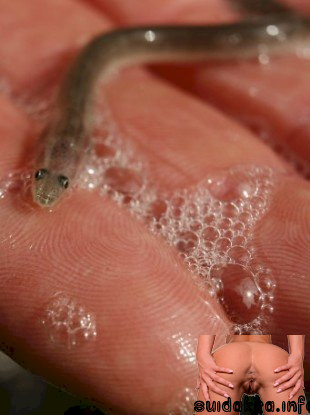 baby eels amazon