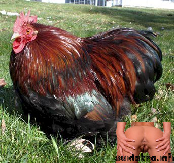 anal extremo botella cock caption apart roosters him wattles hen partridge chicken breeds