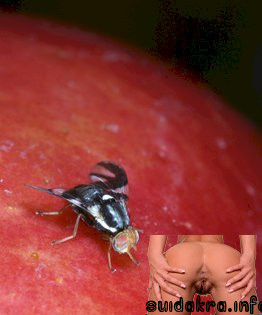 during blackmail pomonella insects rhagoletis anal 编号 son shits fly speciation into phytophagous