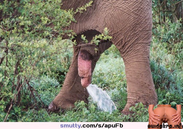 cum elephant elepant cock cumming