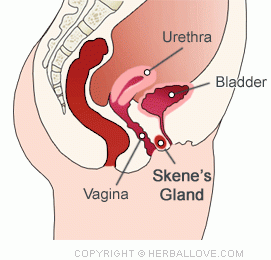 penis squirting lots of cum skene surprising squirting guard