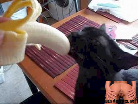 cat licking pussy banana