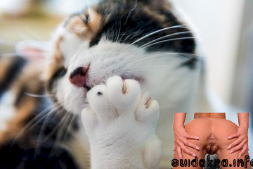 paw cat pussy young pussy licked closeup saric