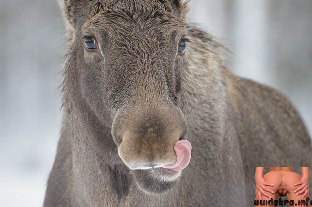 suck pussy pics buzzfeed licking canada