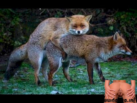 fox foxes fress sex video